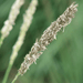 Sesleria - 48X Sesleria Autumnalis - ↕10 - 25cm - Ø9cm - Bivakshop