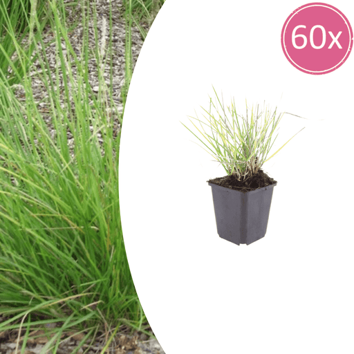 Sesleria - 60X Sesleria Autumnalis - ↕10 - 25cm - Ø9cm - Bivakshop