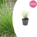 Sesleria - 60X Sesleria Autumnalis - ↕10 - 25cm - Ø9cm - Bivakshop