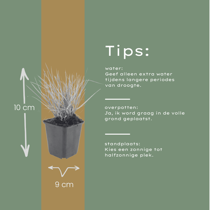 Sesleria - 60X Sesleria Autumnalis - ↕10 - 25cm - Ø9cm - Bivakshop