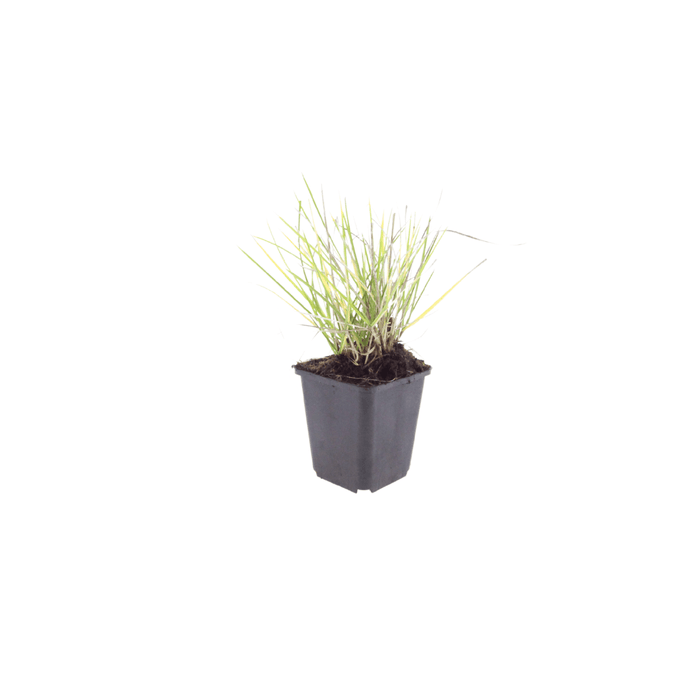 Sesleria - 60X Sesleria Autumnalis - ↕10 - 25cm - Ø9cm - Bivakshop