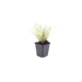 Sesleria - 60X Sesleria Autumnalis - ↕10 - 25cm - Ø9cm - Bivakshop