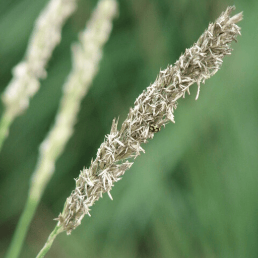 Sesleria - 60X Sesleria Autumnalis - ↕10 - 25cm - Ø9cm - Bivakshop
