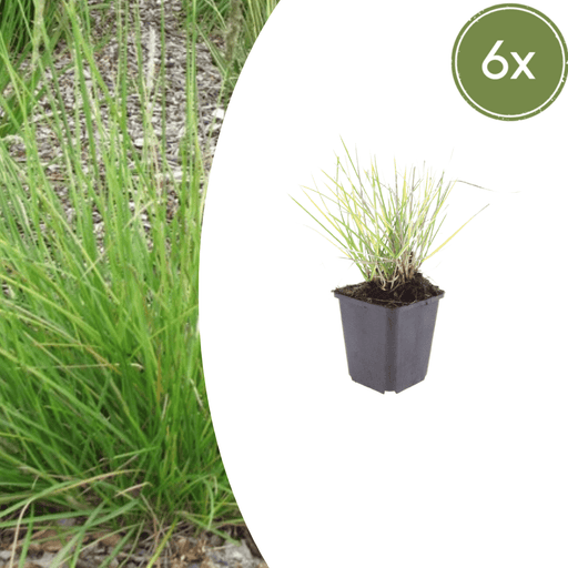 Sesleria - 6X Sesleria Autumnalis - ↕10 - 25cm - Ø9cm - Bivakshop