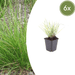 Sesleria - 6X Sesleria Autumnalis - ↕10 - 25cm - Ø9cm - Bivakshop