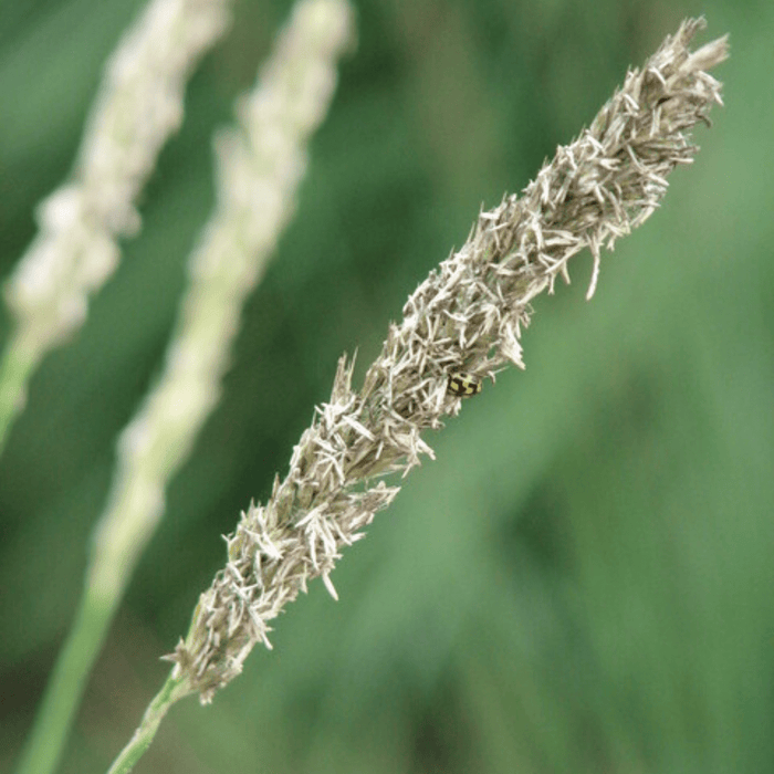 Sesleria - 6X Sesleria Autumnalis - ↕10 - 25cm - Ø9cm - Bivakshop