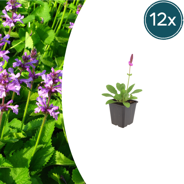 Stachys - 12X Stachys Mon. 'Hummelo' - ↕10 - 25cm - Ø9cm - Bivakshop