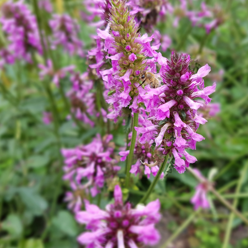 Stachys - 24X Stachys Mon. 'Hummelo' - ↕10 - 25cm - Ø9cm - Bivakshop