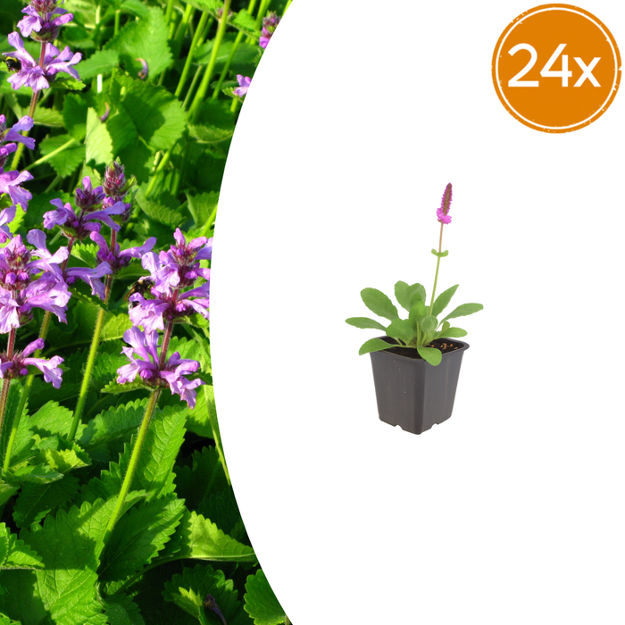 Stachys - 24X Stachys Mon. 'Hummelo' - ↕10 - 25cm - Ø9cm - Bivakshop