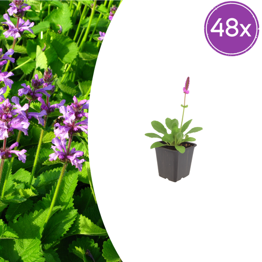 Stachys - 48X Stachys Mon. 'Hummelo' - ↕10 - 25cm - Ø9cm - Bivakshop