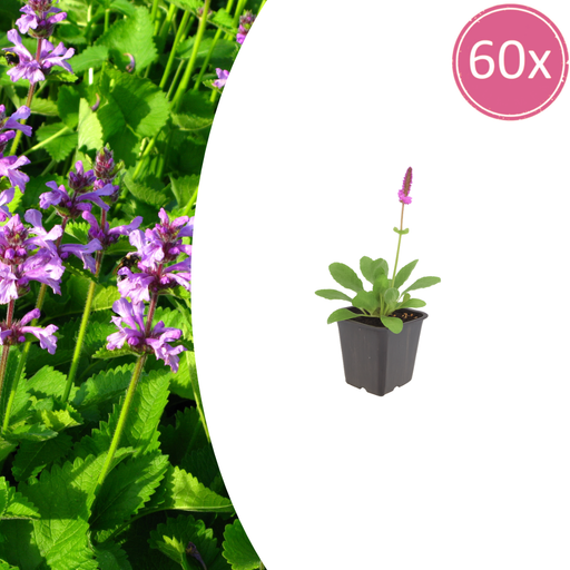 Stachys - 60X Stachys Mon. 'Hummelo' - ↕10 - 25cm - Ø9cm - Bivakshop