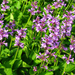 Stachys - 60X Stachys Mon. 'Hummelo' - ↕10 - 25cm - Ø9cm - Bivakshop