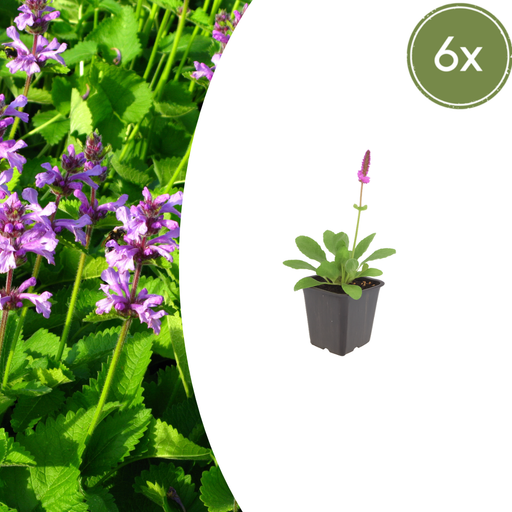 Stachys - 6X Stachys Mon. 'Hummelo' - ↕10 - 25cm - Ø9cm - Bivakshop