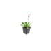 Stachys - 6X Stachys Mon. 'Hummelo' - ↕10 - 25cm - Ø9cm - Bivakshop