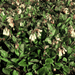 Symphytum - 12X Symphytum Grandiflorum - ↕10 - 25cm - Ø9cm - Bivakshop