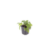 Symphytum - 12X Symphytum Grandiflorum - ↕10 - 25cm - Ø9cm - Bivakshop