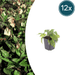 Symphytum - 12X Symphytum Grandiflorum - ↕10 - 25cm - Ø9cm - Bivakshop