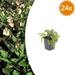 Symphytum - 24X Symphytum Grandiflorum - ↕10 - 25cm - Ø9cm - Bivakshop