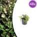 Symphytum - 48X Symphytum Grandiflorum - ↕10 - 25cm - Ø9cm - Bivakshop