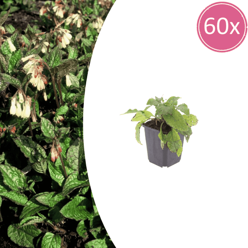 Symphytum - 60X Symphytum Grandiflorum - ↕10 - 25cm - Ø9cm - Bivakshop