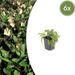 Symphytum - 6X Symphytum Grandiflorum - ↕10 - 25cm - Ø9cm - Bivakshop