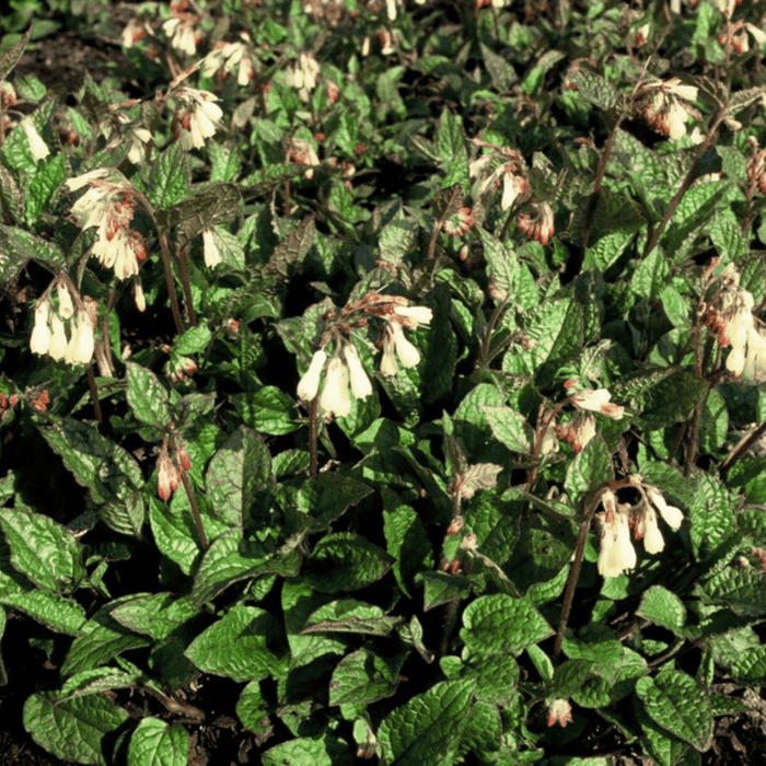 Symphytum - 6X Symphytum Grandiflorum - ↕10 - 25cm - Ø9cm - Bivakshop
