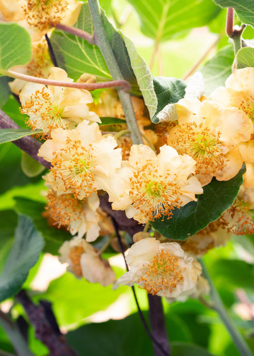 Tasty Green - Actinidia Deliciosa ‘Jenny’ – Zelfbestuivende Kiwi – Ø13 cm – ↕45 cm - Bivakshop