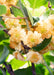 Tasty Green - Actinidia Deliciosa ‘Jenny’ – Zelfbestuivende Kiwi – Ø13 cm – ↕45 cm - Bivakshop