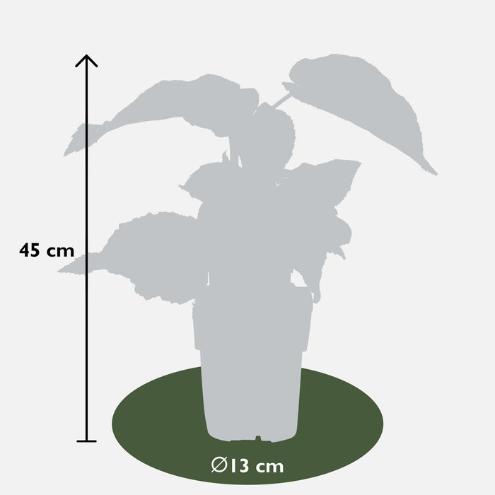 Tasty Green - Actinidia Deliciosa ‘Jenny’ – Zelfbestuivende Kiwi – Ø13 cm – ↕45 cm - Bivakshop