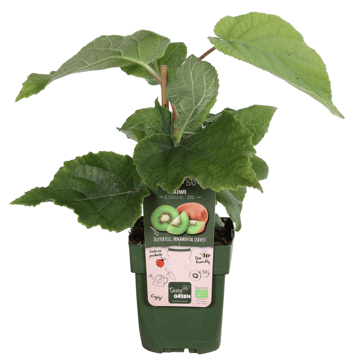 Tasty Green - Actinidia Deliciosa ‘Jenny’ – Zelfbestuivende Kiwi – Ø13 cm – ↕45 cm - Bivakshop