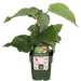 Tasty Green - Actinidia Deliciosa ‘Jenny’ – Zelfbestuivende Kiwi – Ø13 cm – ↕45 cm - Bivakshop