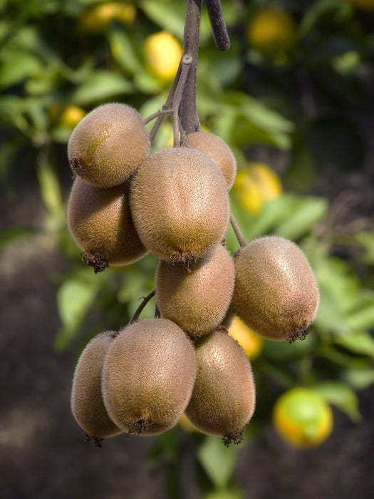 Tasty Green - Actinidia Deliciosa ‘Jenny’ – Zelfbestuivende Kiwi – Ø13 cm – ↕45 cm - Bivakshop