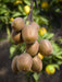 Tasty Green - Actinidia Deliciosa ‘Jenny’ – Zelfbestuivende Kiwi – Ø13 cm – ↕45 cm - Bivakshop