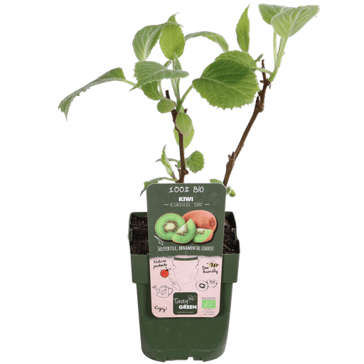 Tasty Green - Actinidia Deliciosa ‘Jenny’ – Zelfbestuivende Kiwi – Ø13 cm – ↕45 cm - Bivakshop