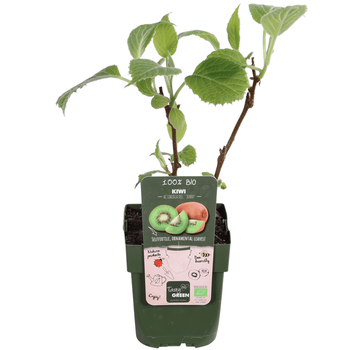 Tasty Green - Actinidia Deliciosa ‘Jenny’ – Zelfbestuivende Kiwi – Ø13 cm – ↕45 cm - Bivakshop