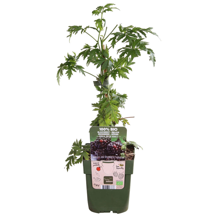 Tasty Green - Rubus 'Thornless Evergreen' - Doornloze Braam - 45 cm - Bivakshop