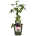 Tasty Green - Rubus 'Thornless Evergreen' - Doornloze Braam - 45 cm - Bivakshop