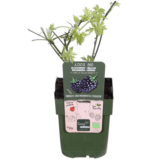 Tasty Green - Rubus 'Thornless Evergreen' - Doornloze Braam - 45 cm - Bivakshop