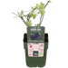 Tasty Green - Rubus 'Thornless Evergreen' - Doornloze Braam - 45 cm - Bivakshop