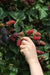 Tasty Green - Rubus 'Thornless Evergreen' - Doornloze Braam - 45 cm - Bivakshop