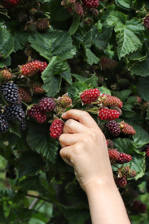 Tasty Green - Rubus 'Thornless Evergreen' - Doornloze Braam - 45 cm - Bivakshop