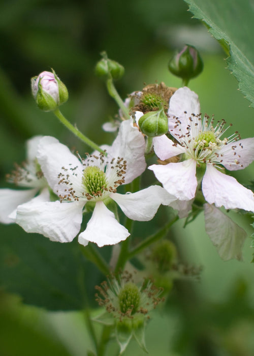 Tasty Green - Rubus 'Thornless Evergreen' - Doornloze Braam - 45 cm - Bivakshop