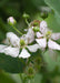 Tasty Green - Rubus 'Thornless Evergreen' - Doornloze Braam - 45 cm - Bivakshop