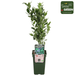 Tasty Green - Vaccinium Corymbosum 'Reka' - Blauwe Bes - Biologisch - 30 cm - Bivakshop