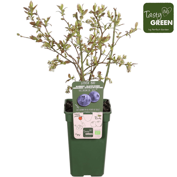 Tasty Green - Vaccinium Corymbosum 'Reka' - Blauwe Bes - Biologisch - 30 cm - Bivakshop