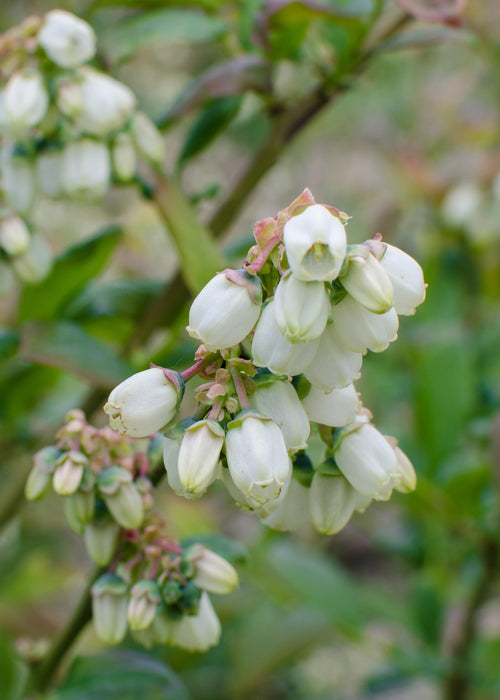 Tasty Green - Vaccinium Corymbosum 'Reka' - Blauwe Bes - Biologisch - 30 cm - Bivakshop