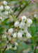 Tasty Green - Vaccinium Corymbosum 'Reka' - Blauwe Bes - Biologisch - 30 cm - Bivakshop