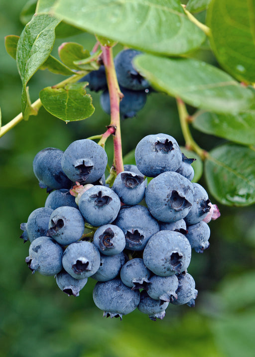 Tasty Green - Vaccinium Corymbosum 'Reka' - Blauwe Bes - Biologisch - 30 cm - Bivakshop