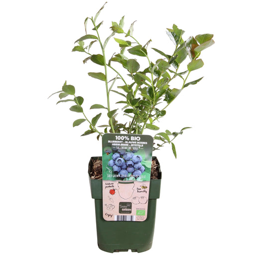 Tasty Green - Vaccinium Corymbosum 'Reka' - Blauwe Bes - Biologisch - 30 cm - Bivakshop