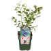 Tasty Green - Vaccinium Corymbosum 'Reka' - Blauwe Bes - Biologisch - 30 cm - Bivakshop